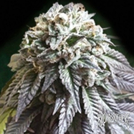 The Dark Side Cannabis Plant The Dark Side Cannabis Plant