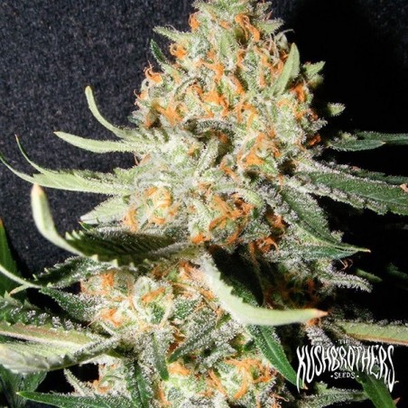 Exotic Kush planta de marihuana Exotic Kush planta de marihuana