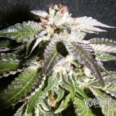 Confidencial OG planta de marihuana
