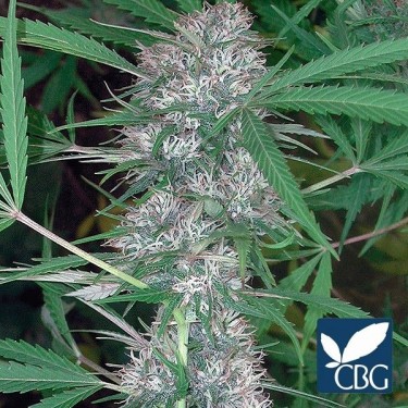 Caribe planta de marihuana