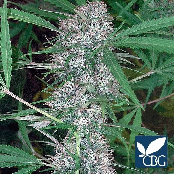 Caribe marijuana plant