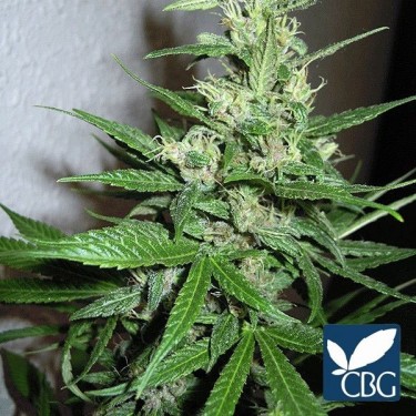 Purple Mexican planta de marihuana