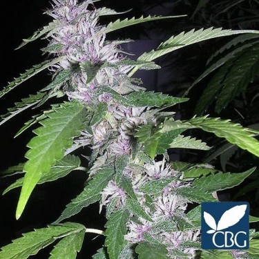 Sandstorm planta de marihuana