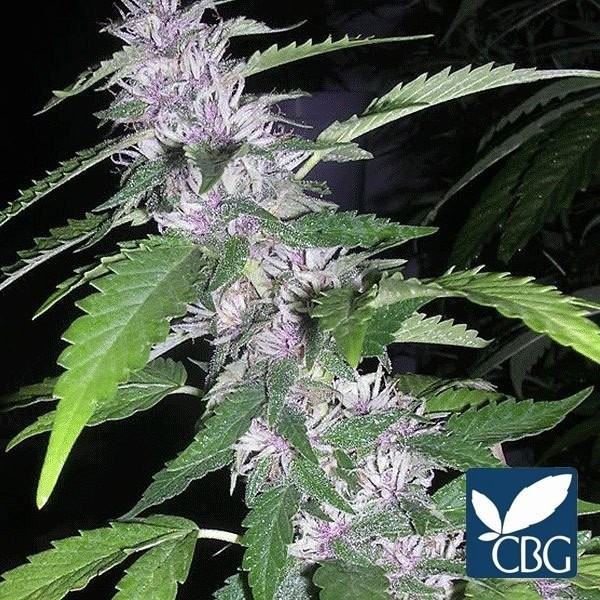 Sandstorm planta de marihuana