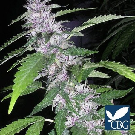 Sandstorm planta de marihuana
