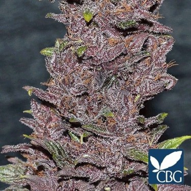Pakistan Chitral Kush planta de marihuana