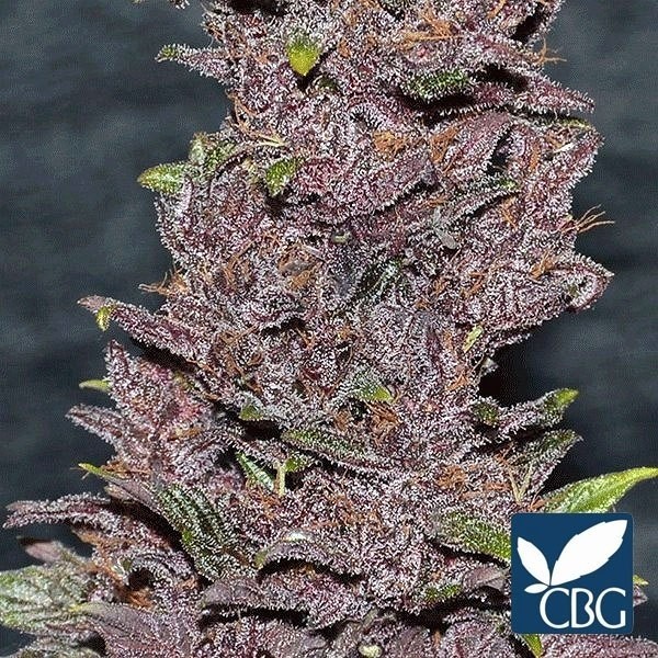 Pakistan Chitral Kush cannabis plant