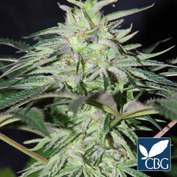 Panama DC Regular planta de marihuana