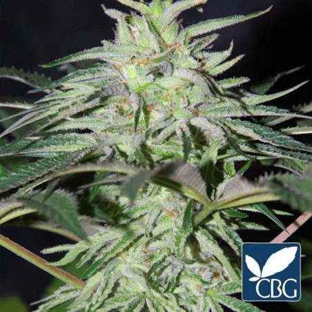 Panama DC Regular planta de marihuana Panama DC Regular planta de marihuana