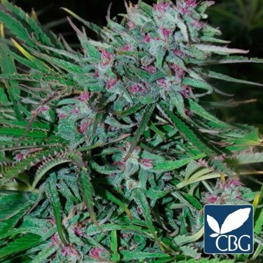 Panama Regular planta de marihuana