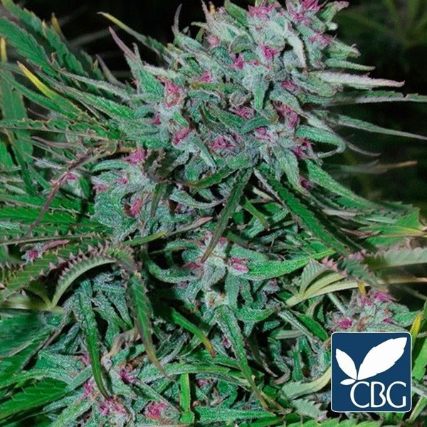 Panama Regular planta de marihuana