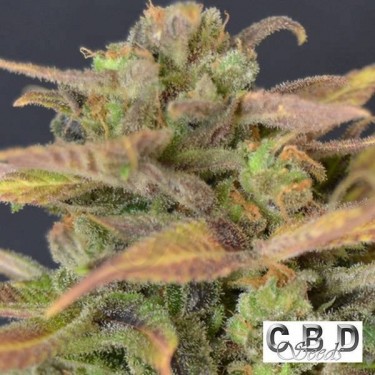 Auto Critical planta de marihuana