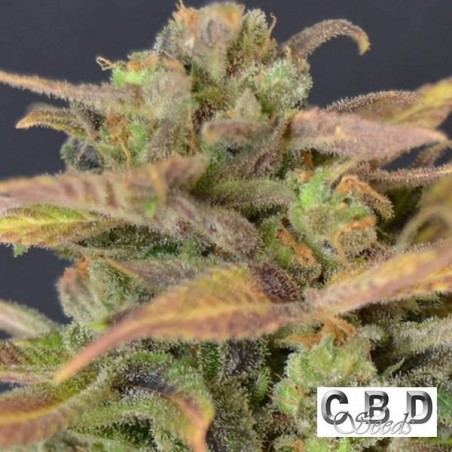 Auto Critical planta de marihuana Auto Critical planta de marihuana