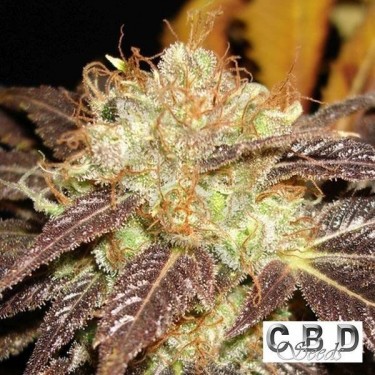 Planta de marihuana