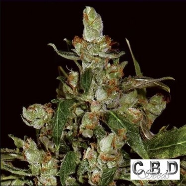 Auto Widow planta de marihuana
