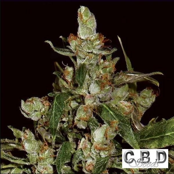 Auto Widow planta de marihuana