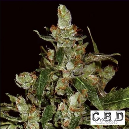 Auto Widow planta de marihuana Auto Widow planta de marihuana