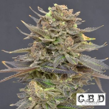 Magma cannabis plant