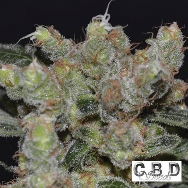 Planta de maconha