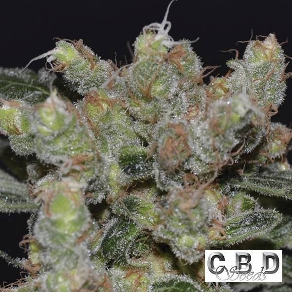 Planta de marihuana