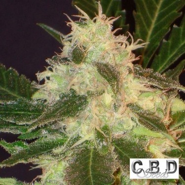 Planta de marihuana