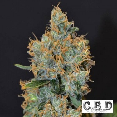 Planta de marihuana