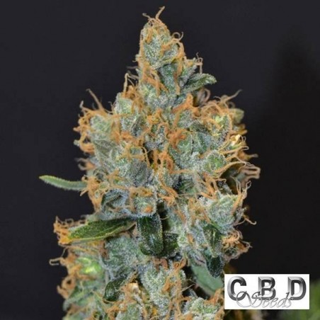 Planta de marihuana Planta de marihuana