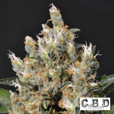 Planta de marihuana