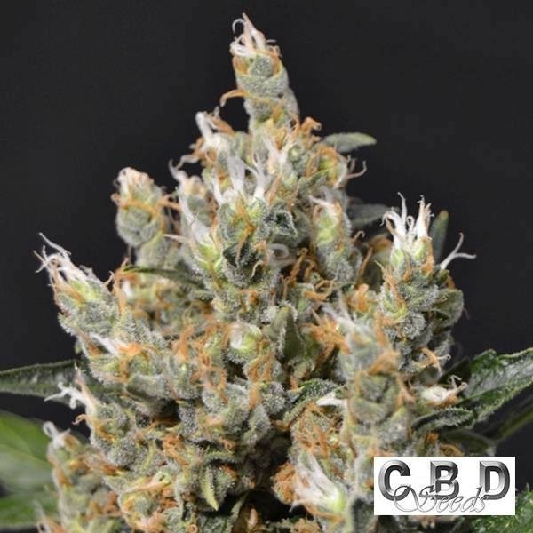 Planta de maconha