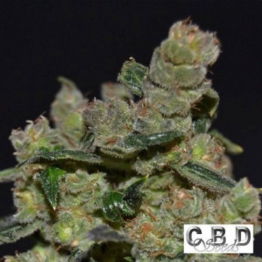 Planta de marihuana