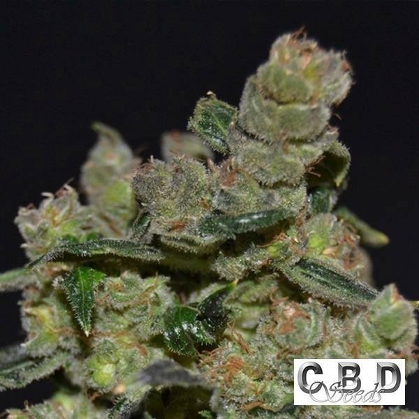 Diesel cannabis plant
