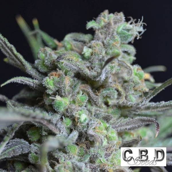 Critical cannabis plant