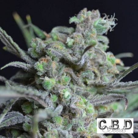 Critical cannabis plant Critical cannabis plant