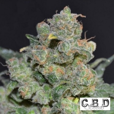 Cheese by CBD Seeds Sativa feminized - GB Cheese by CBD Seeds Sativa feminized - GB