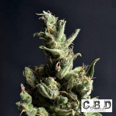 Planta de marihuana