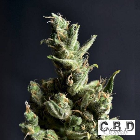 Planta de maconha Planta de maconha