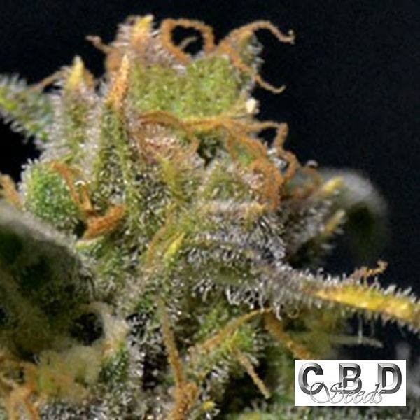 Plante de marijuana Auto Northern CBD