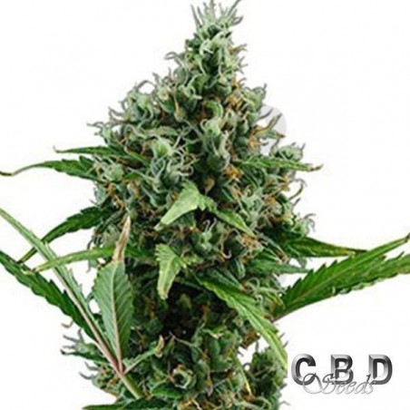Planta de marihuana Planta de marihuana