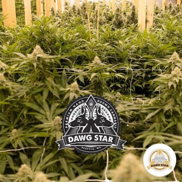 Planta de marihuana