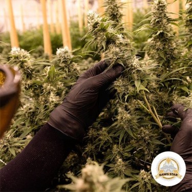 Planta de marihuana