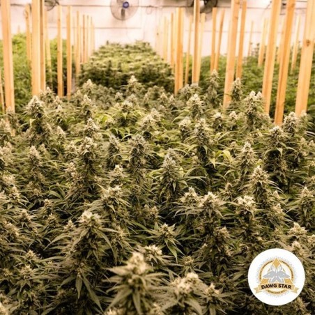 Planta de marihuana Planta de marihuana