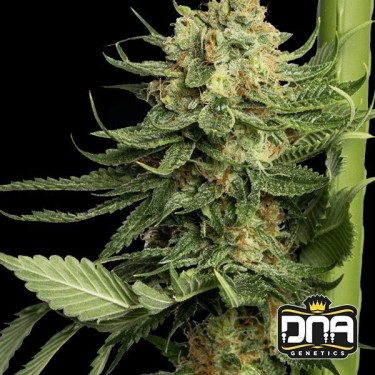 Planta de marihuana