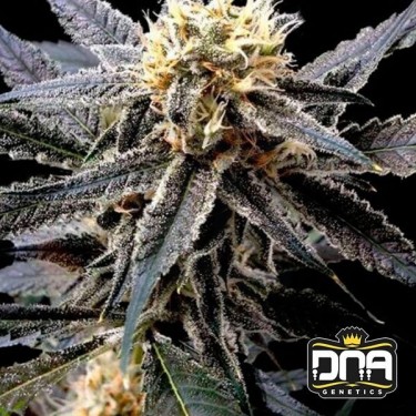Planta de marihuana