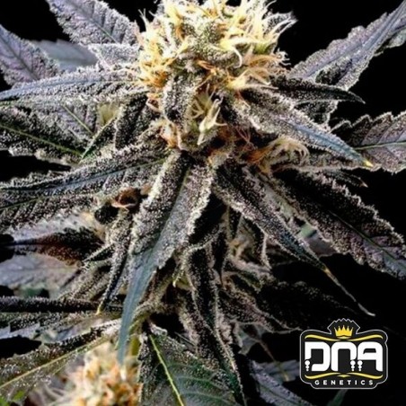 Planta de marihuana
