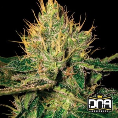 Planta de marihuana