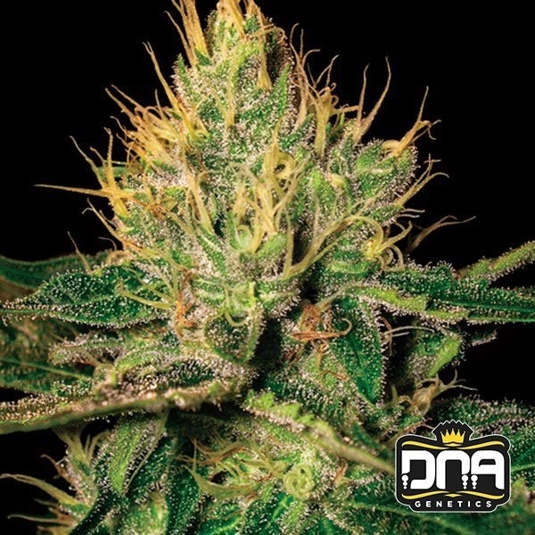 Planta de marihuana