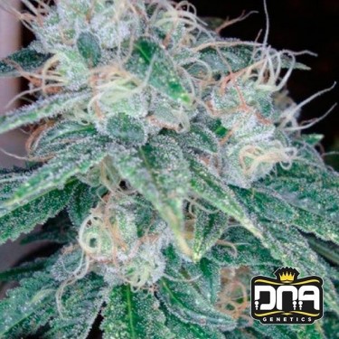 Sour Diesel