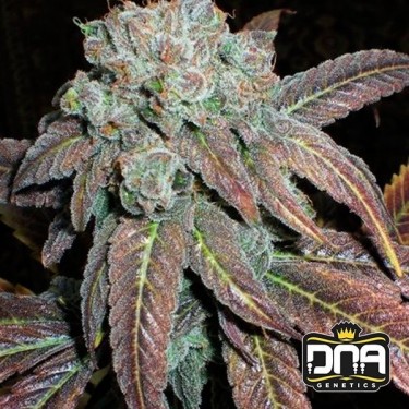 Planta de marihuana