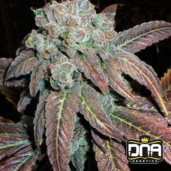 Planta de marihuana