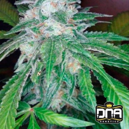 Planta de marihuana Planta de marihuana